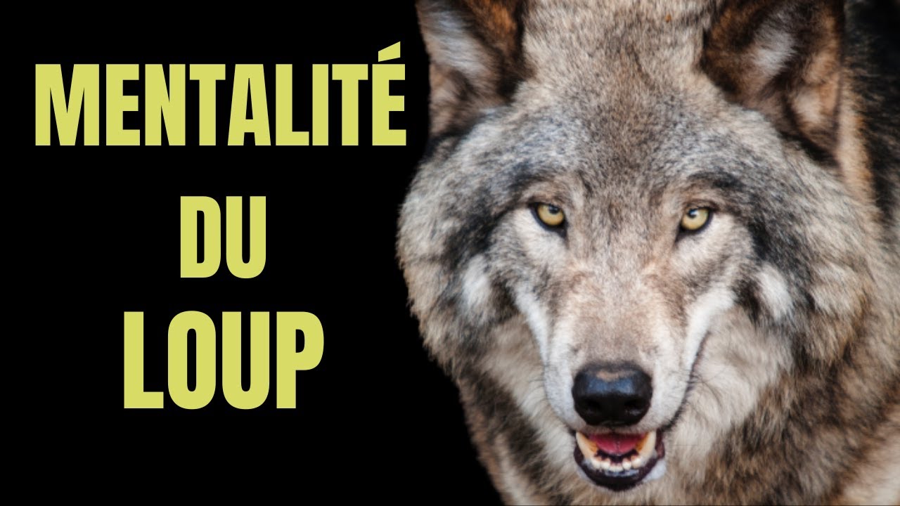 LA MENTALITÉ  INSPIRANTE DU LOUP | L'ATTITUDE DU LOUP SOLITAIRE | MINDSET | video de motivation