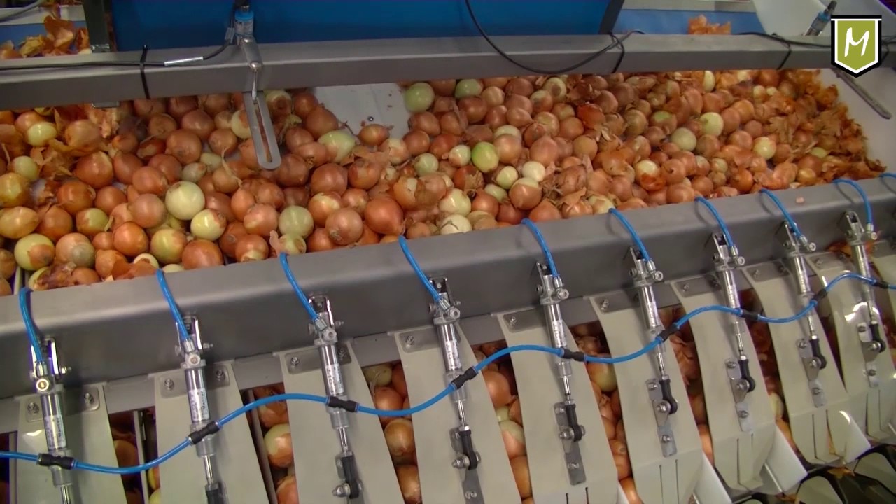 M16i V Onions