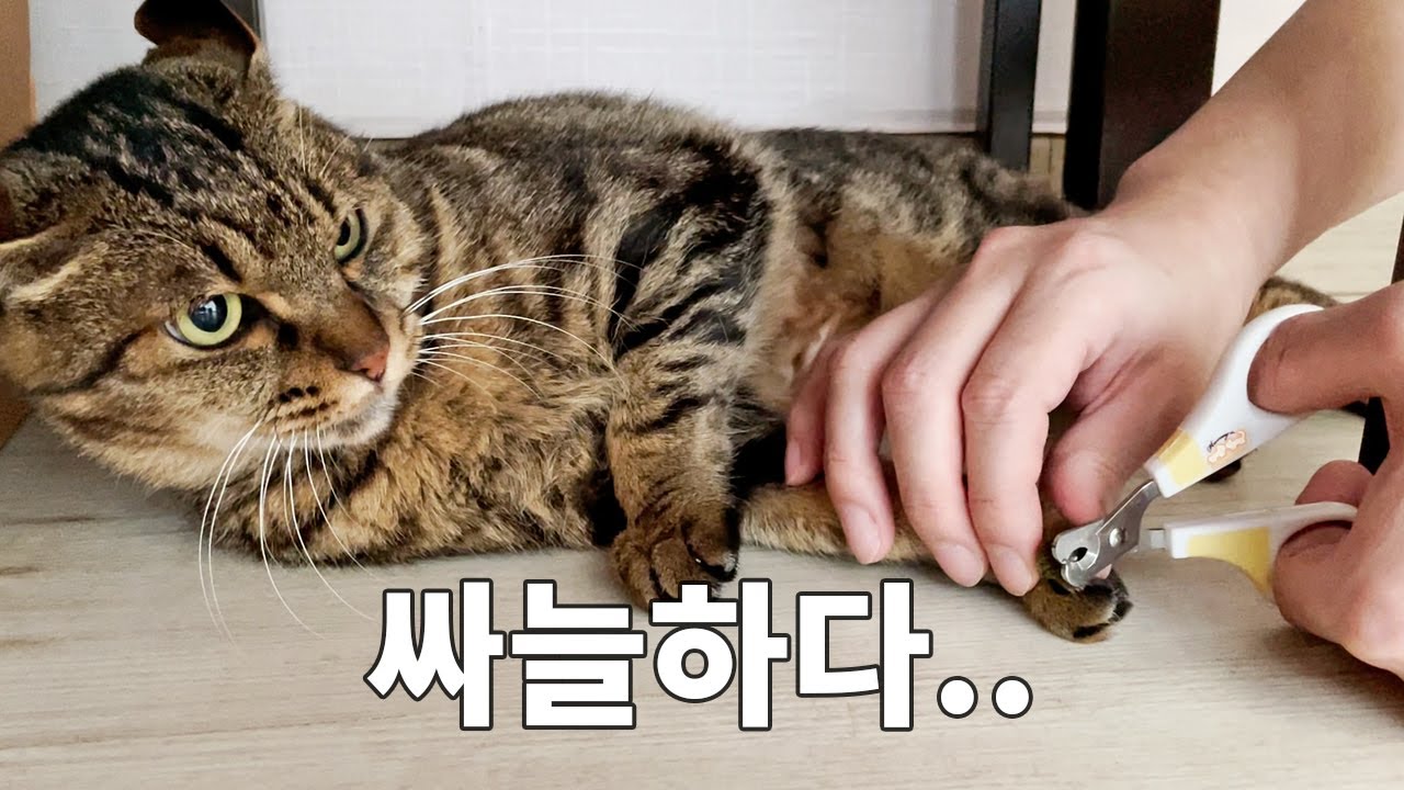 순화 안된 스트릿 출신 고양이 발톱깎는 13년차 집사의 노하우 😎