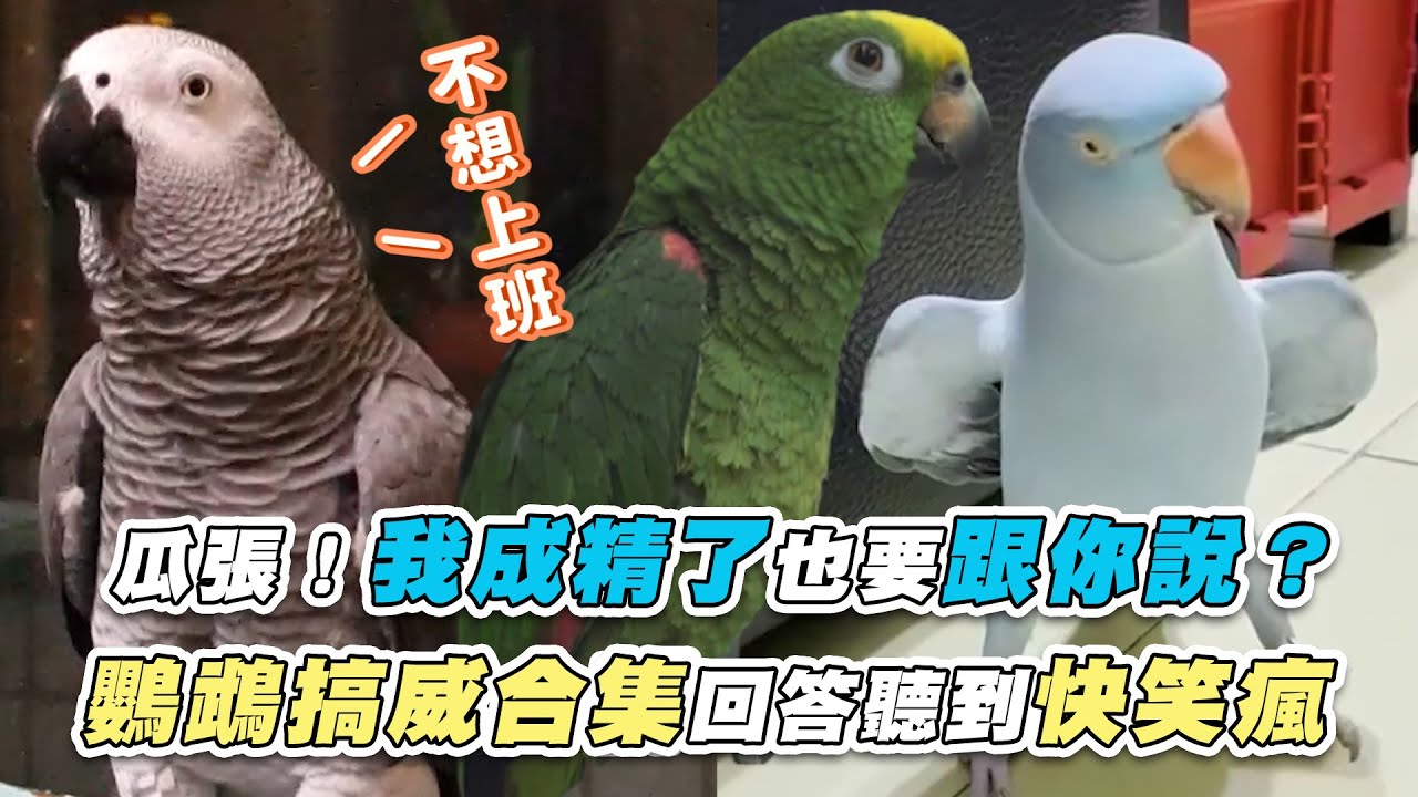 【瓜張！我成精了也要跟你說？ 鸚鵡搞威合集回答聽到快笑瘋】｜  