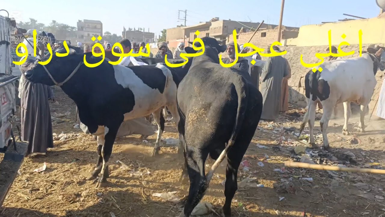 اسعارعجول اللحم من سوق دراو الدولي 3/12