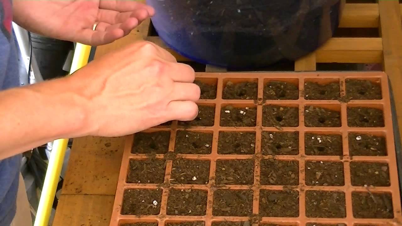 How to Grow Cabbage from Seed
