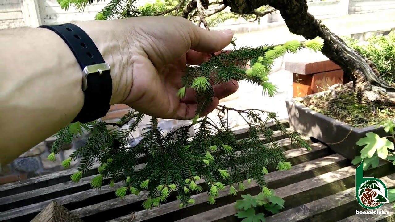 Creare un bonsai di abete rosso: le attenzioni da prestare