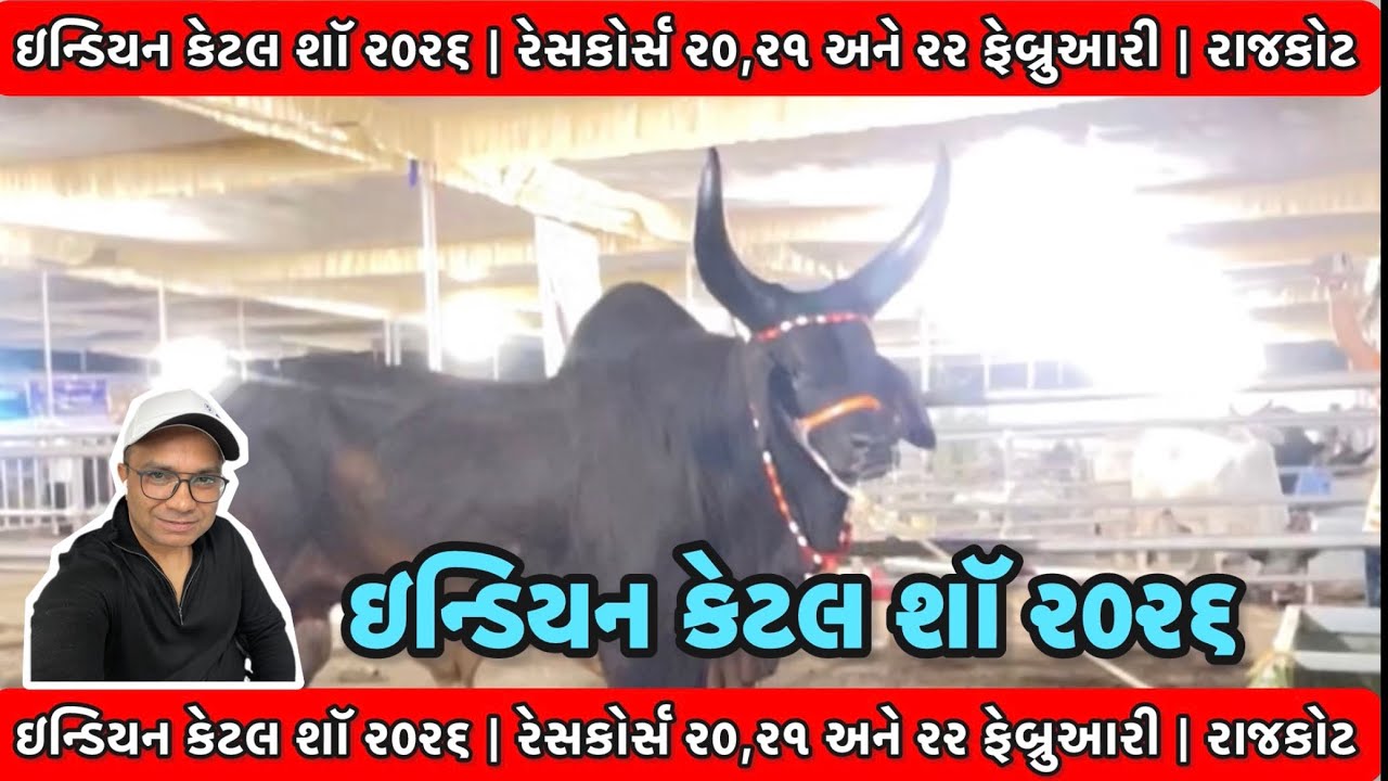 Indian Cattle Show Rajkot 2026 | #live