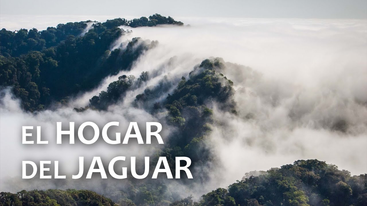 Ecosistemas de M&eacute;xico: Bosques Nublados | Ecolog&iacute;a