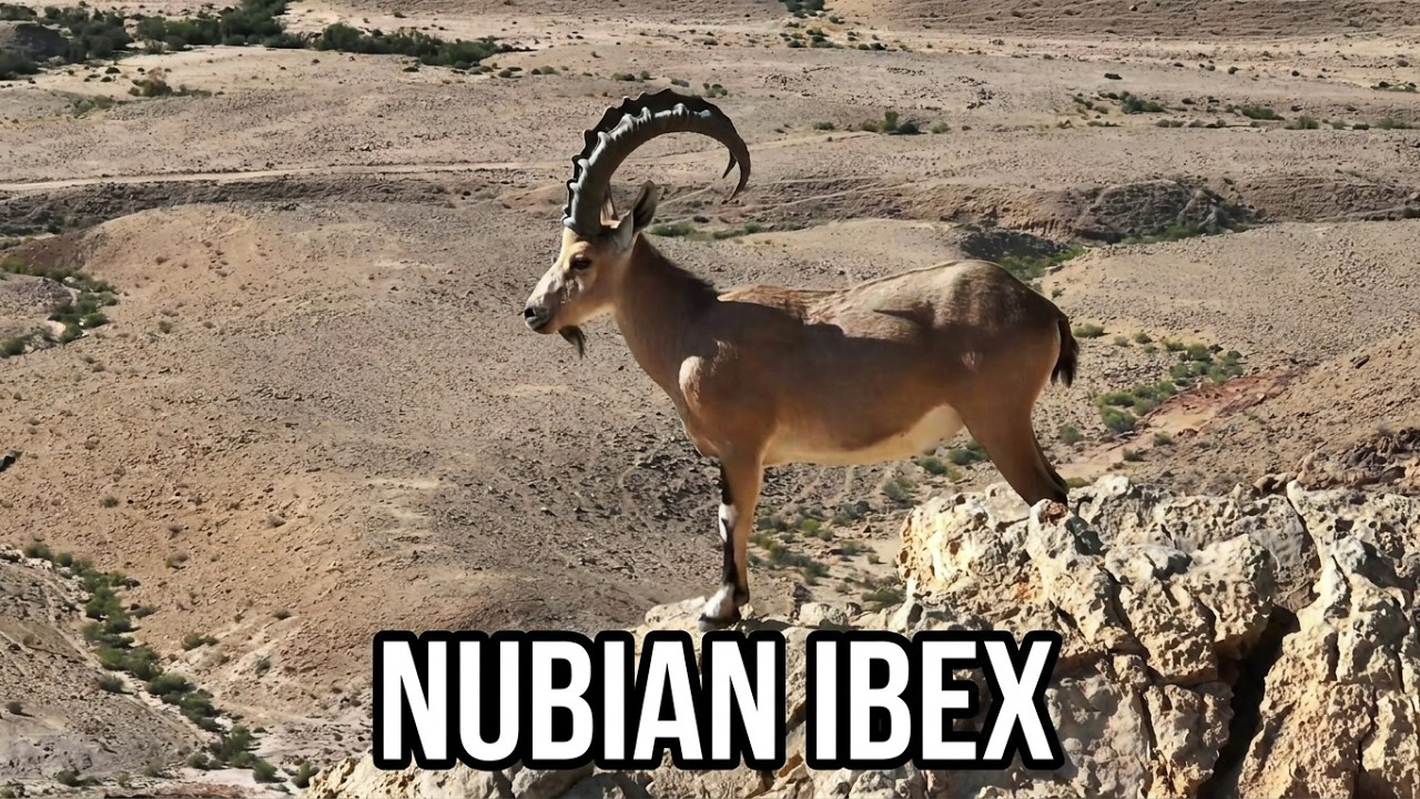 Nubian Ibex male / Negev Israel