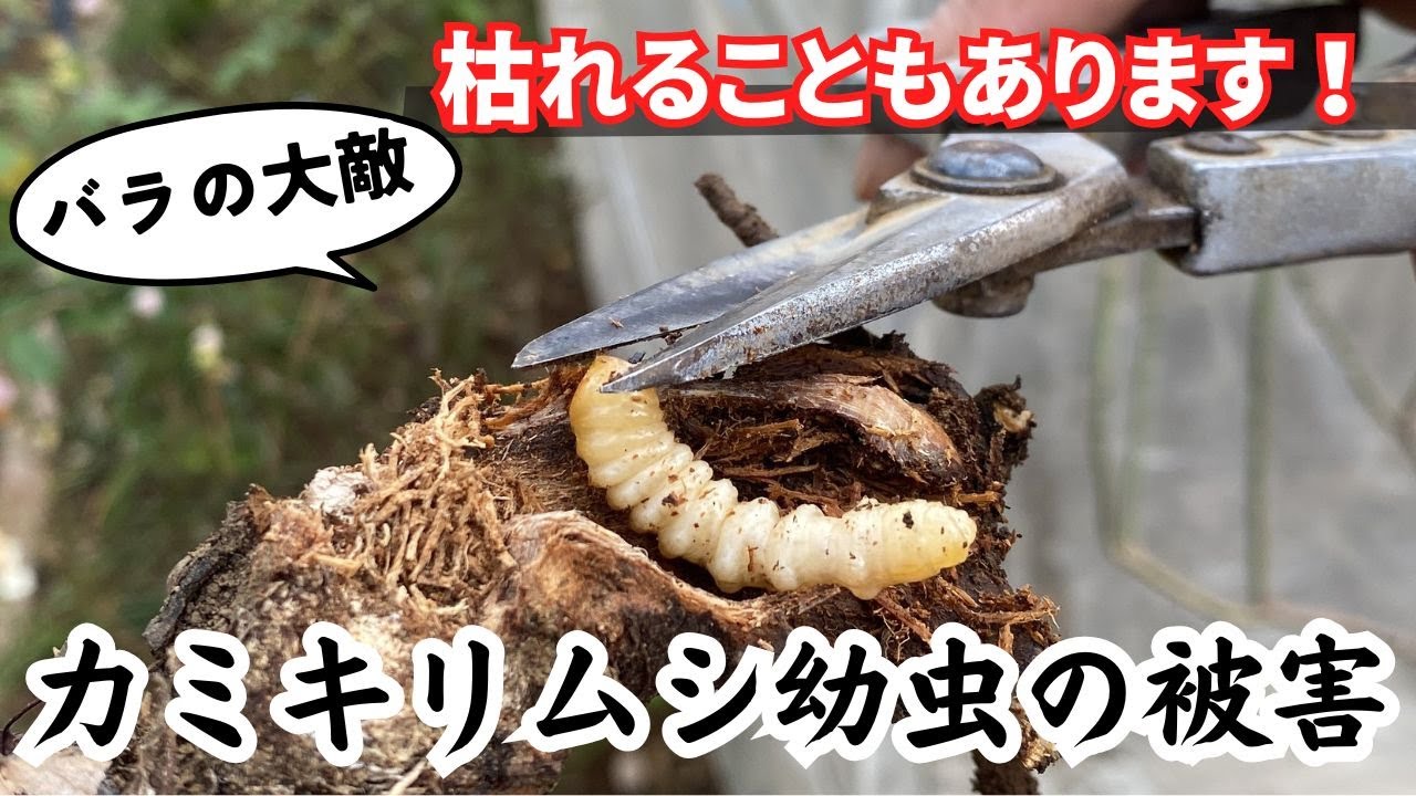 テッポウムシ(カミキリムシの幼虫)の被害と対処法　バラ栽培