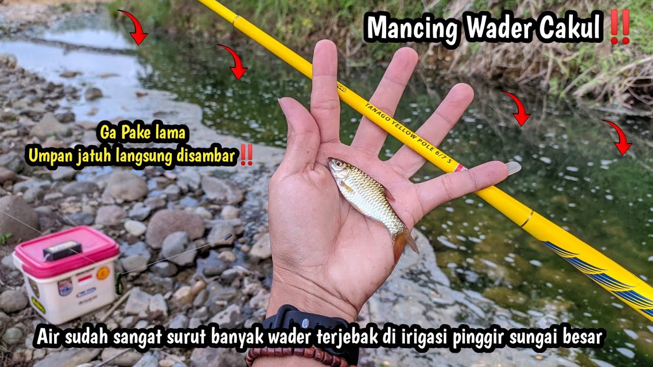 Mancing Wader Cakul Lagi‼️|| Air sudah surut sekali saatnya panen wader di pinggir sungai besar