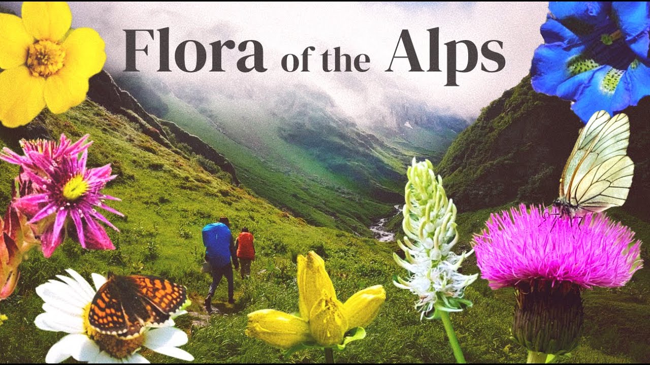 A Botanical Journey in the Swiss Alps