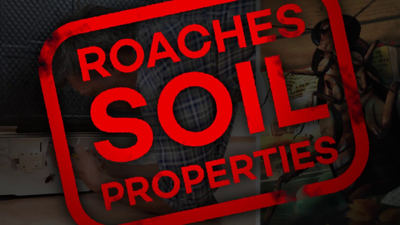The Problems Cockroaches Bring With Them | Western Pest Services