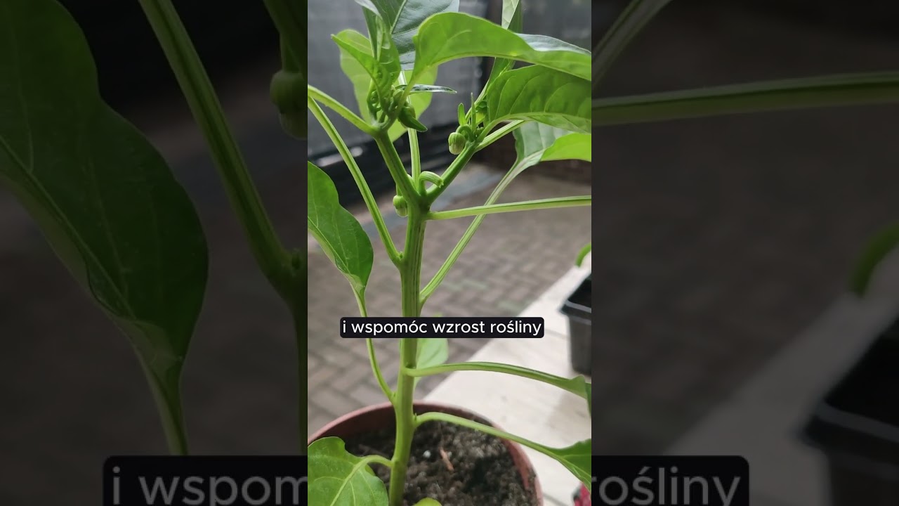 Obowiązkowe cięcie papryki, usuwanie kwiatów 