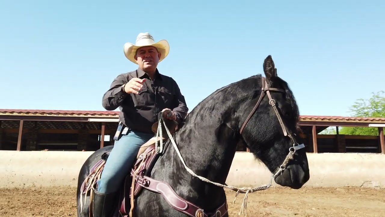 Como Caminar de Costado o Laterales en un Caballo - Caballos del Colorado
