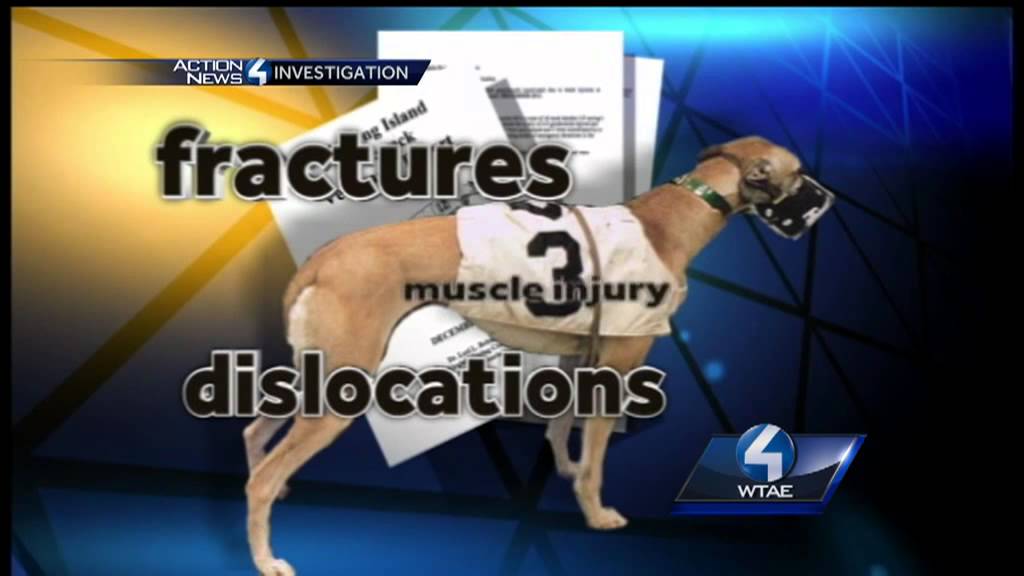 Action News investigation reveals greyhound injuries, deaths at WVa racetrack