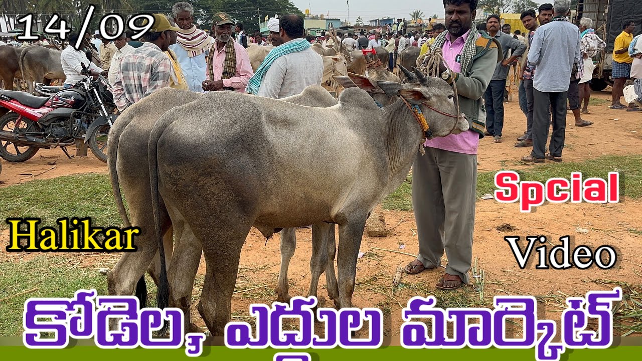 ఎద్దుల,కోడెల మార్కెట్ చింతామణి 🔥