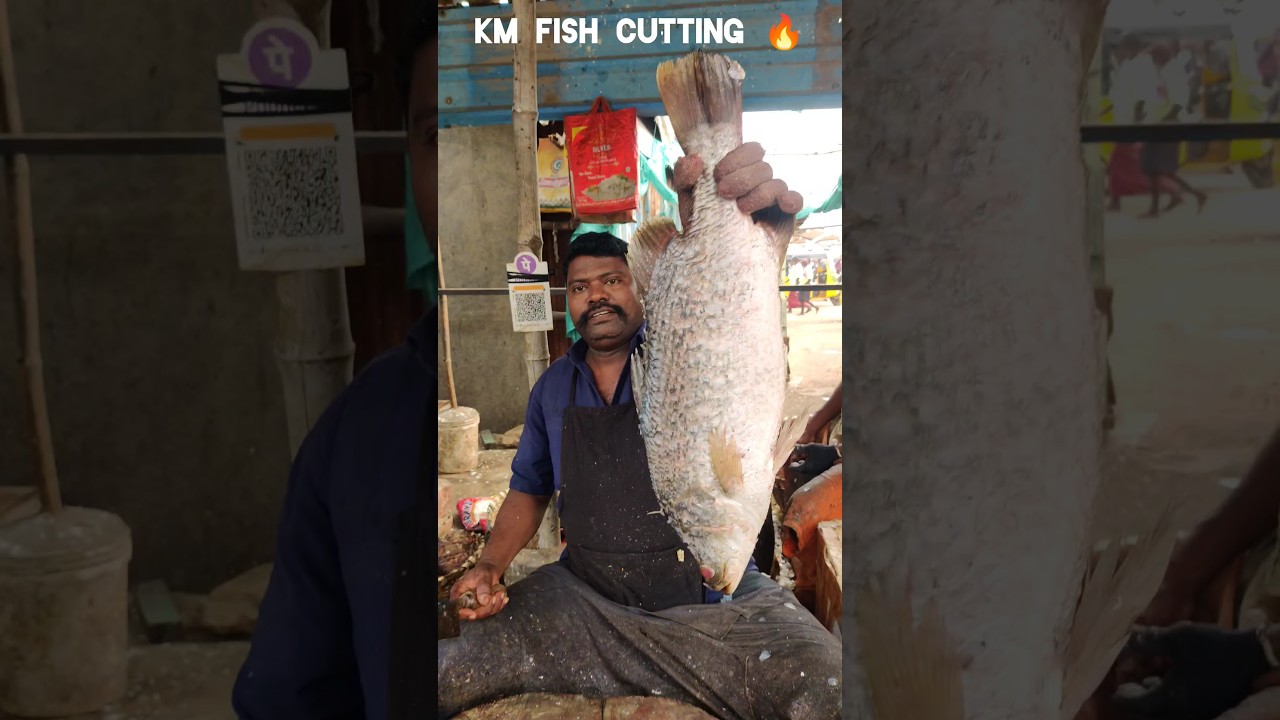 ORGINAL KODUVA FISH CUTTING VIDEO #kasimeduselvam #speedselvamcutting #bigfishcutting #kmfishcutting