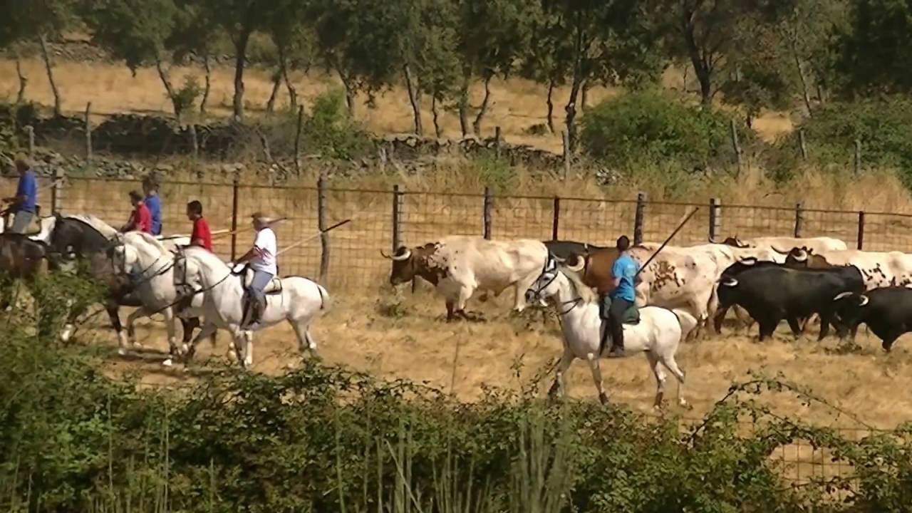 Fuenteguinaldo 2016 encierros