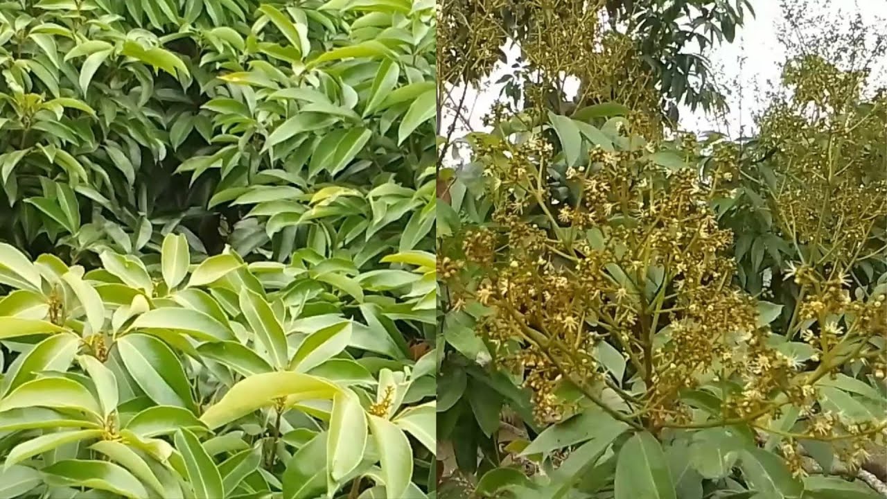 VẢI U HỒNG NỞ HOA / VẢI THIỀU BÁO HOA ĐỒNG LOẠT TRONG TIẾT LẬP XUÂN