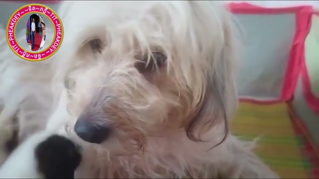 Puppies are breastfed #youtube #dogsofinstagramworld #videodog