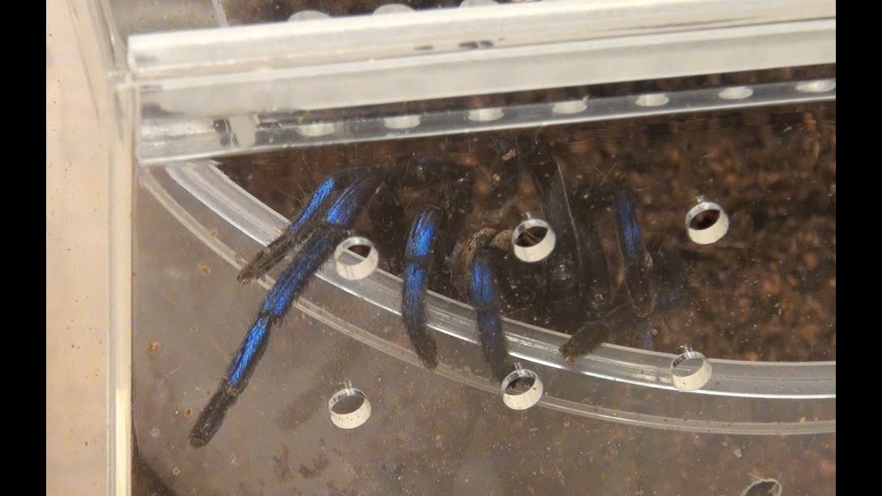 Neon Blue Leg Tarantula Unpacking (Birupes simoroxigorum)