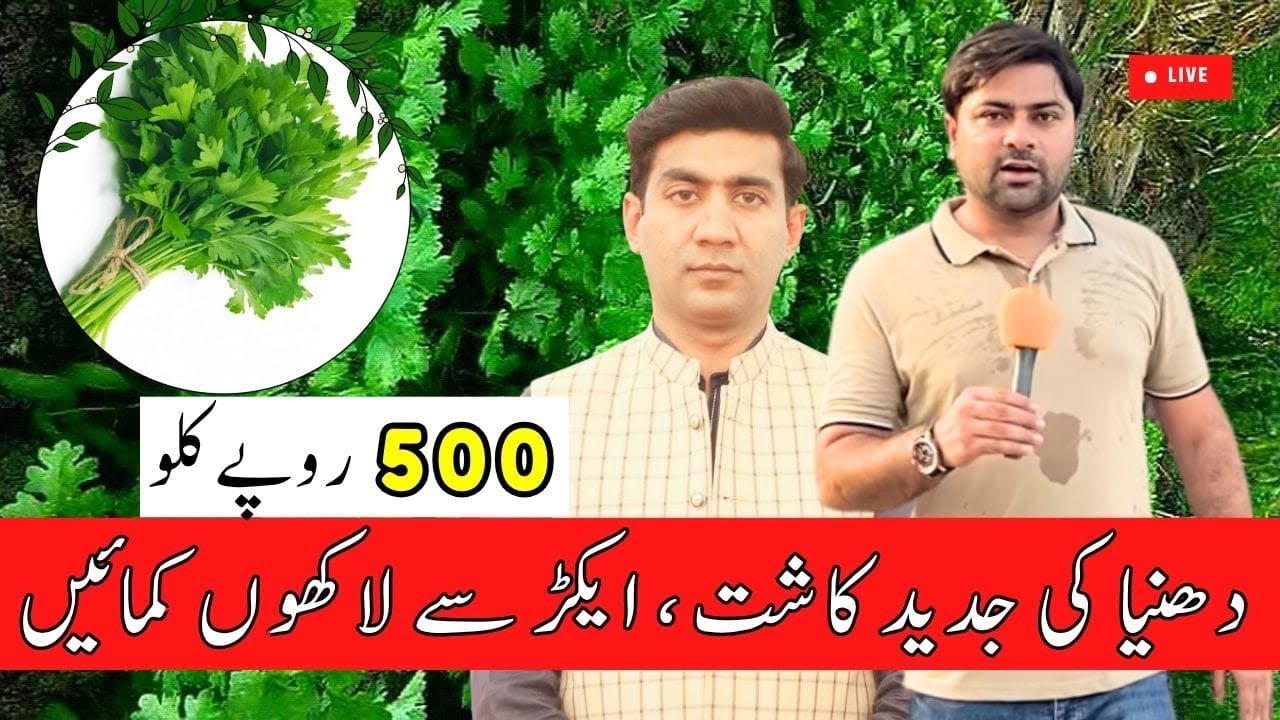 دھنیا اگانے کا مکمل طریقہ (Profit from Growing Coriander)