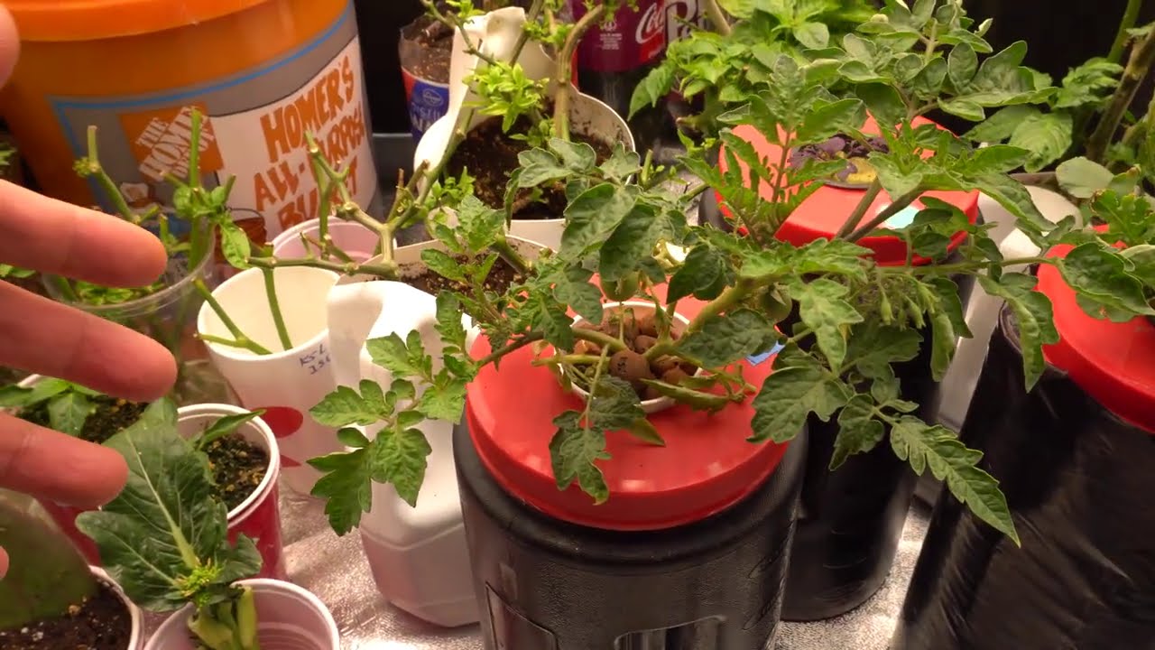 Propagating Tomatoes For Growing In Small Kratky Hydroponic Setup