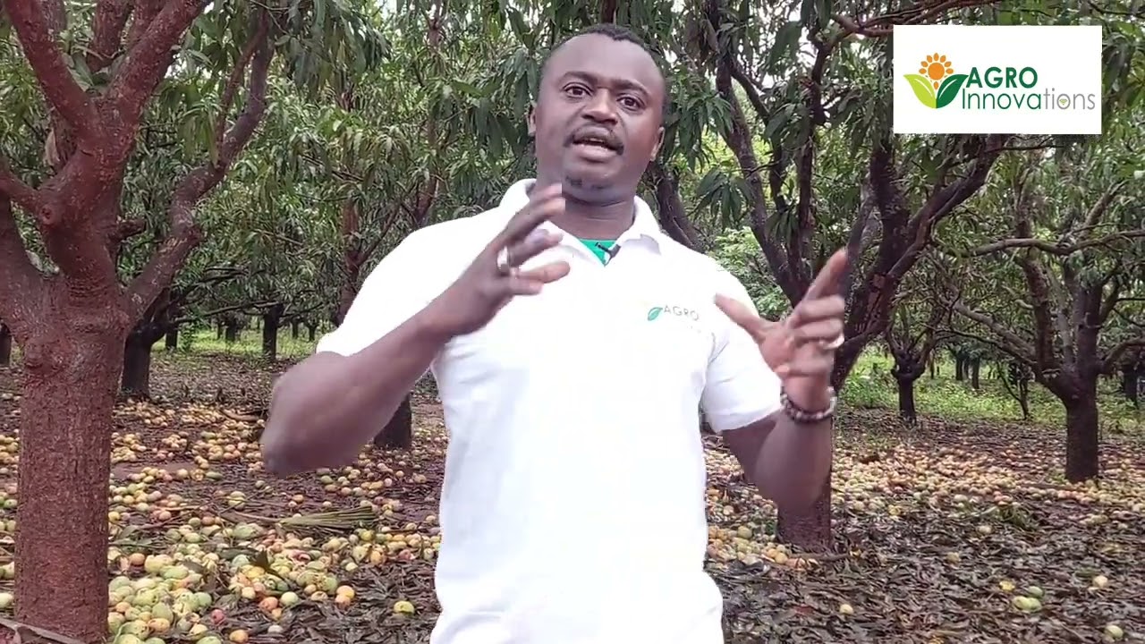 Les vergers de mangue, les producteurs perdent de l'argent &agrave; d&eacute;faut de transformer.