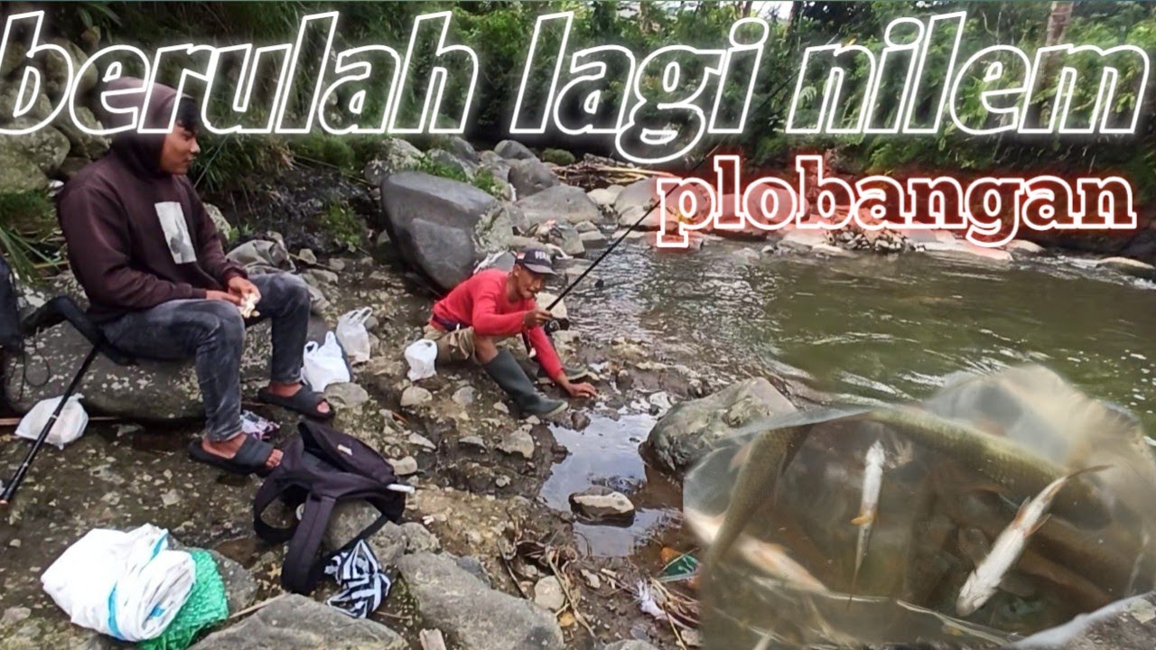 Nutul nilem di plobangan #prat2 nulnil bolo