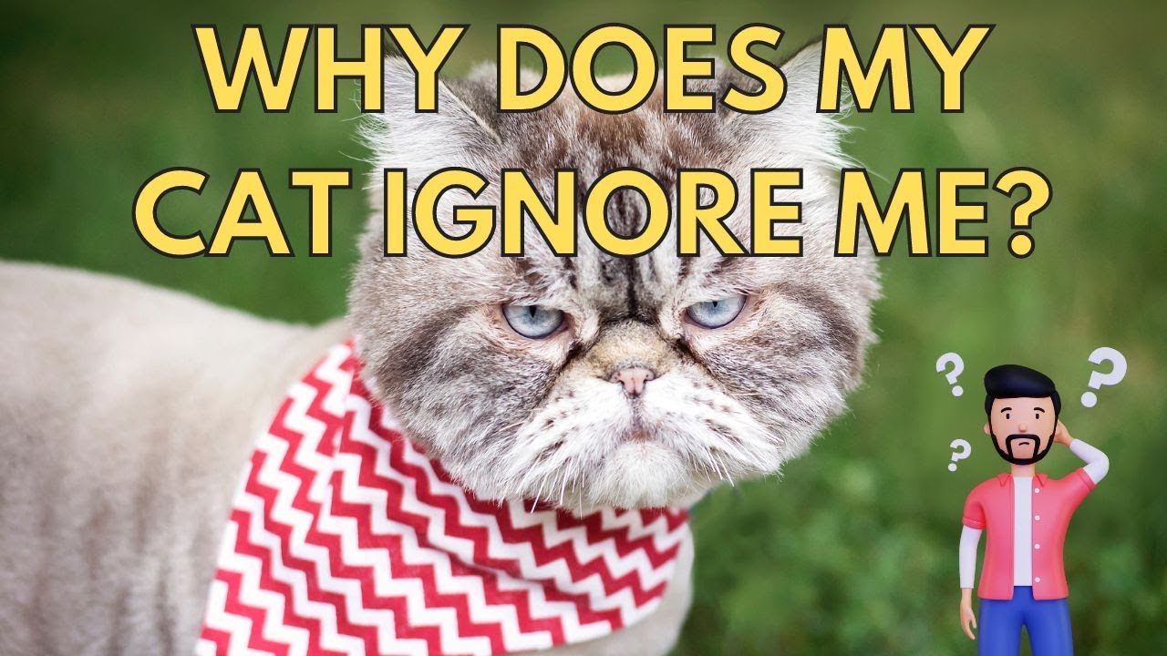 Why Does My Cat Ignore Me