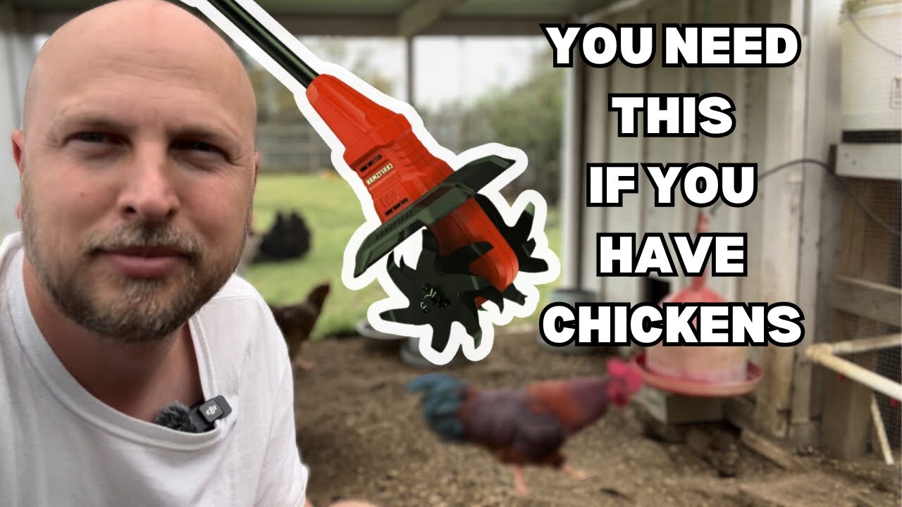 How to Deep Clean your Chicken Coop and Chicken Run!