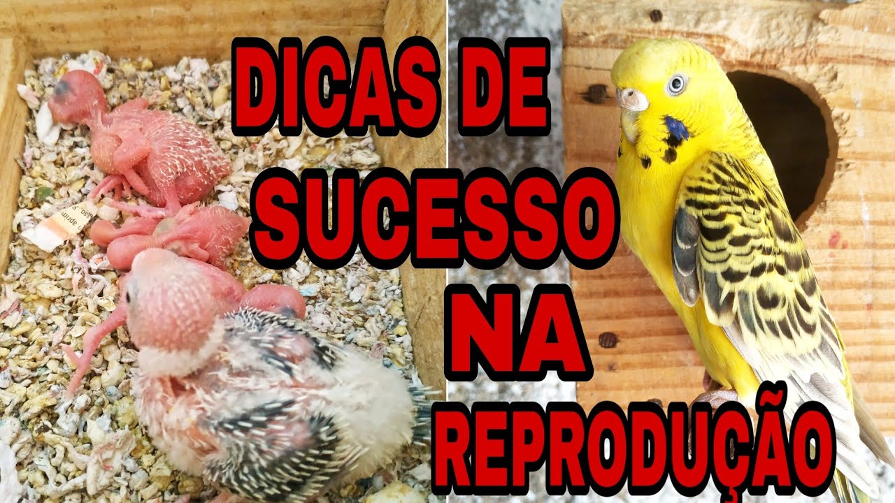 Como ter sucesso na reprodução em Colônia de periquitos australianos