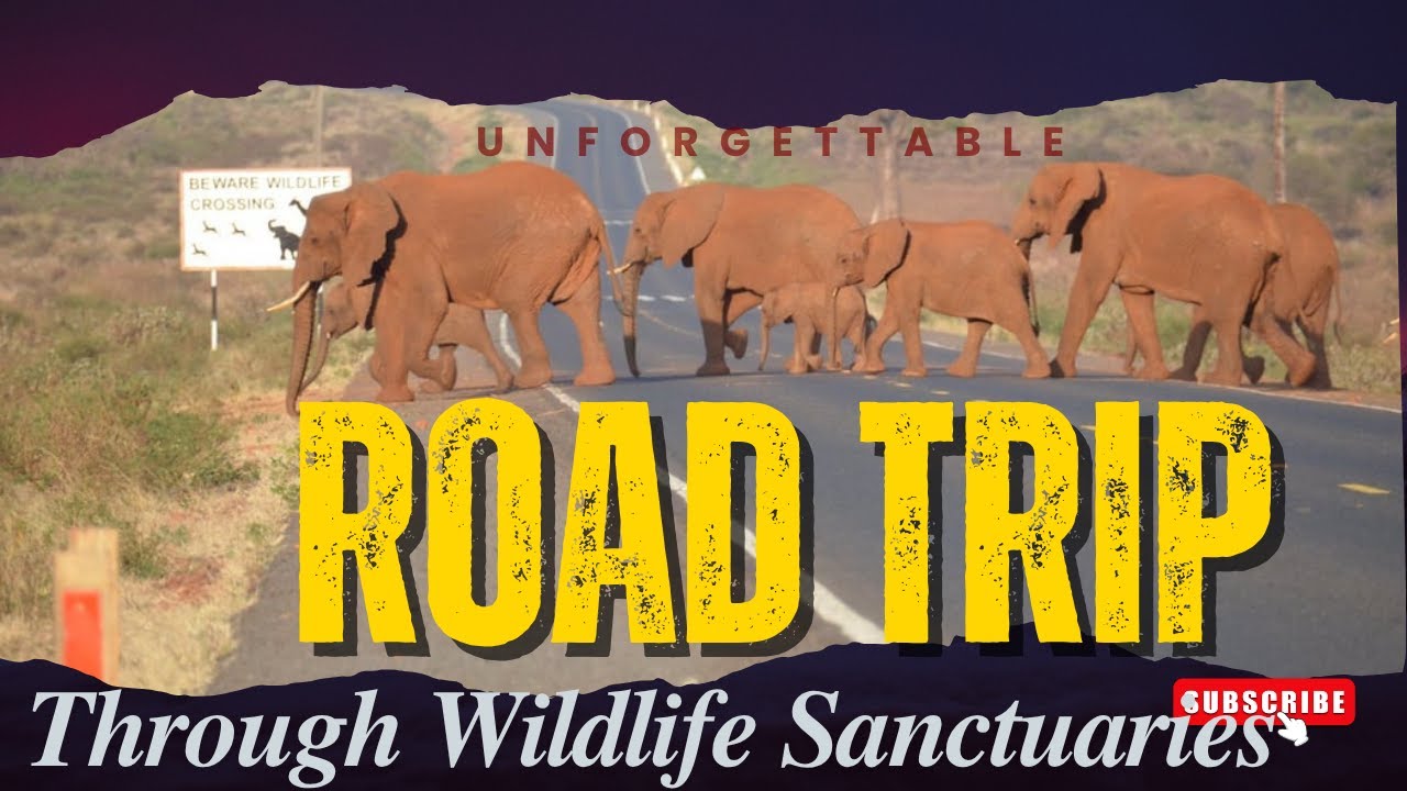 Epic Road Trip from Naromoru to Nyahururu through The Big 5 santuary.