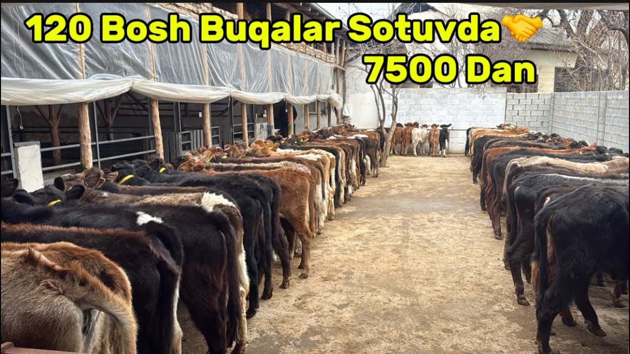💥120 Bosh Yirik Partiya Sotuvda😱SIZ IZLAGAN IMKONIYAT✅