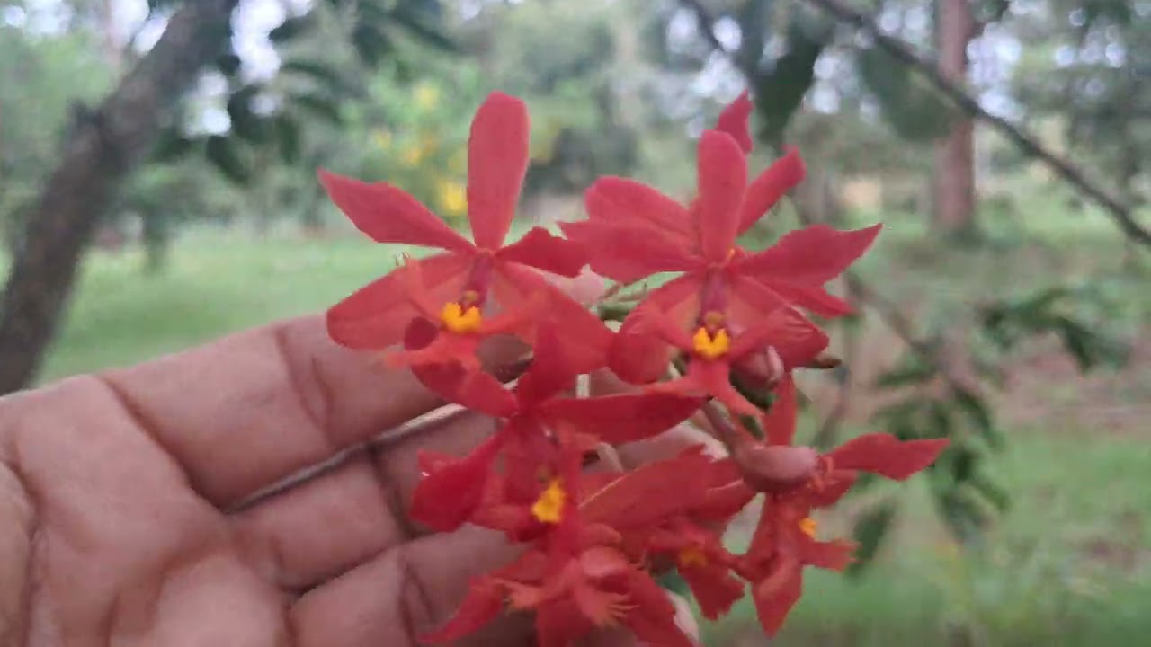 UM TUOR NO QUINTAL FLORAÇÃO 😍