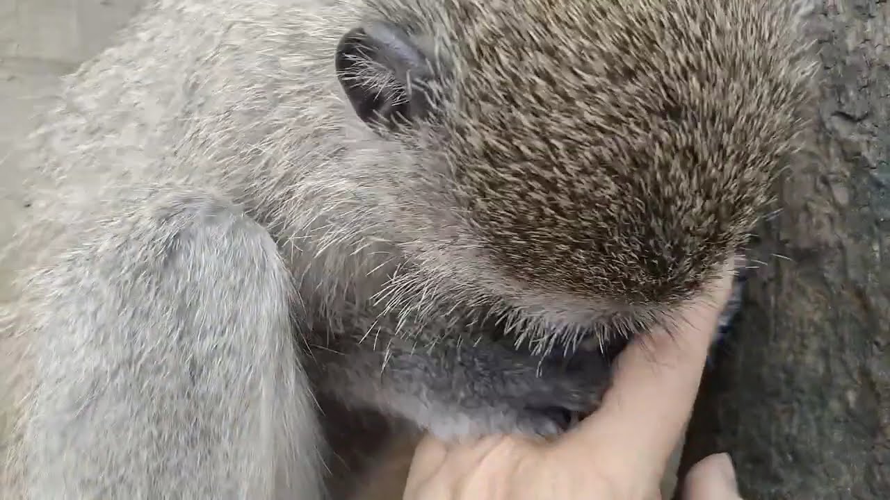 ASMR Close Up Baby Monkey Lollipop's Primal Manicure And Nail Grooming #asmr #monkeygrooming 