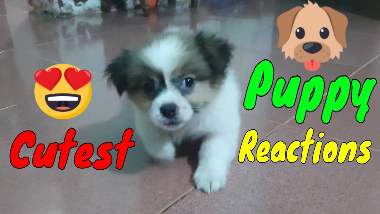 Cute Puppy React When Being Filmed 2 - Cutest Baby Dogs | Viral Dog