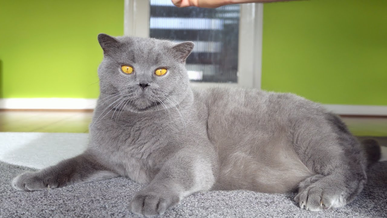Blue British Shorthair - Brushing and Cleaning