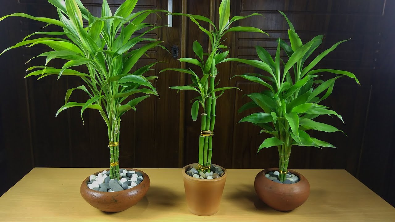 Easiest Way to Grow Lucky Bamboo | How to Propagate Lucky Bamboo
