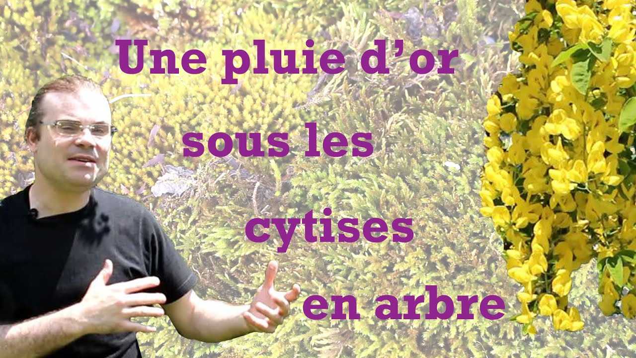 Une pluie d'or sous les cytises en arbre, ou le Genre Laburnum