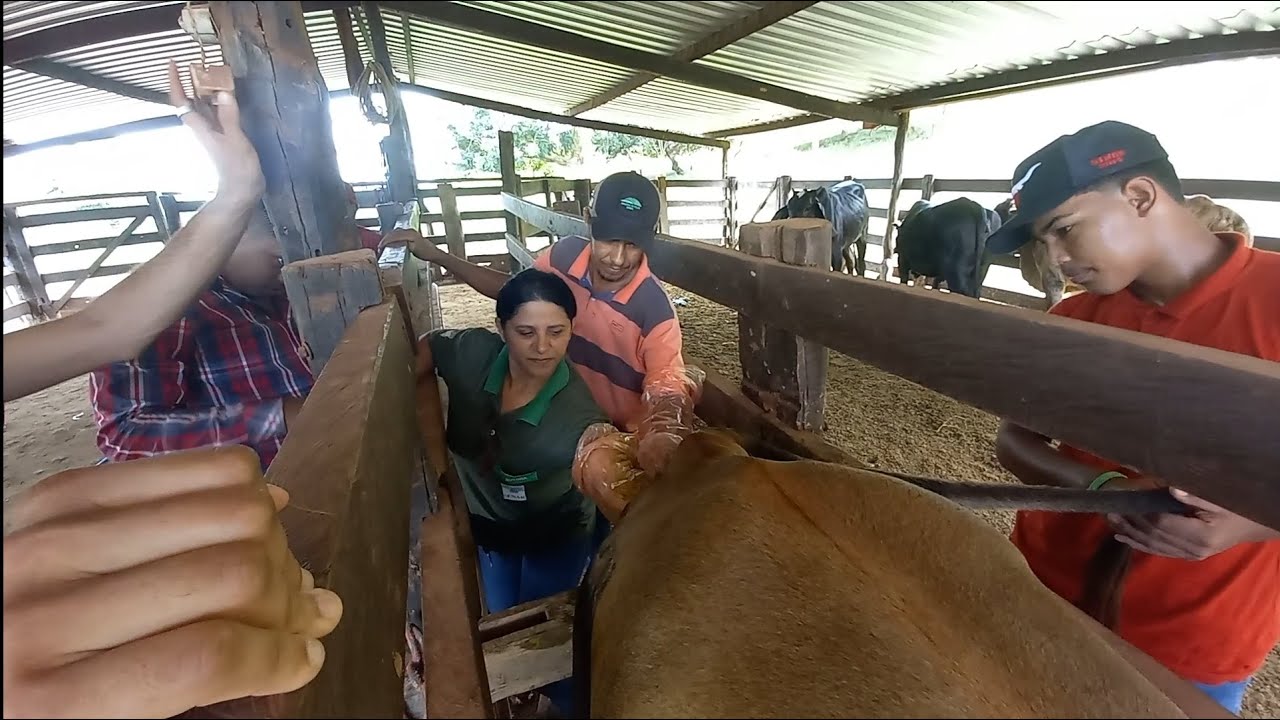 Inseminação Artificial - Curso SENAR