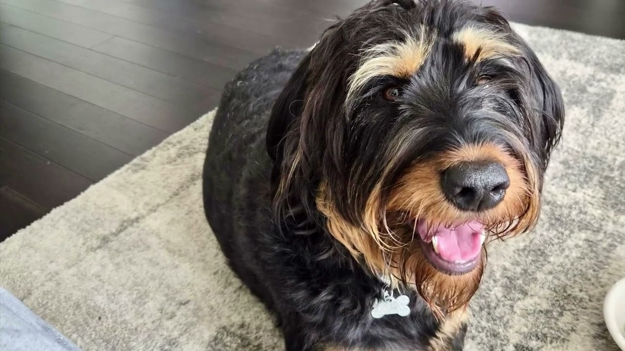 Rolo the Doodle