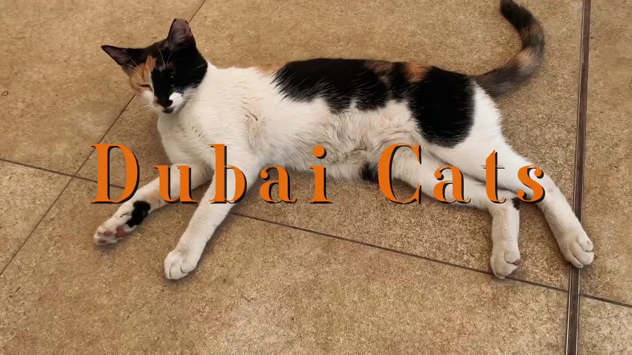 Dubai Hotel Cats Compilation | The Furry Stars of My Conference Week