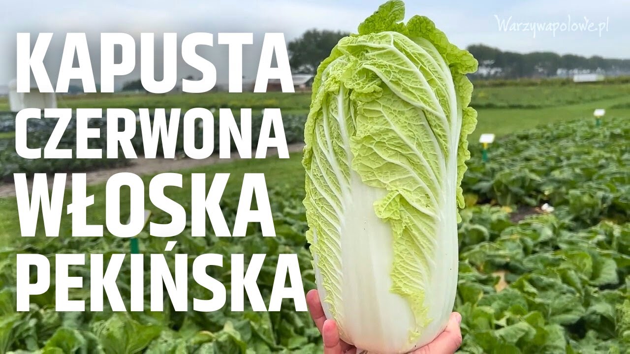 Kapusta czerwona, włoska, pekińska