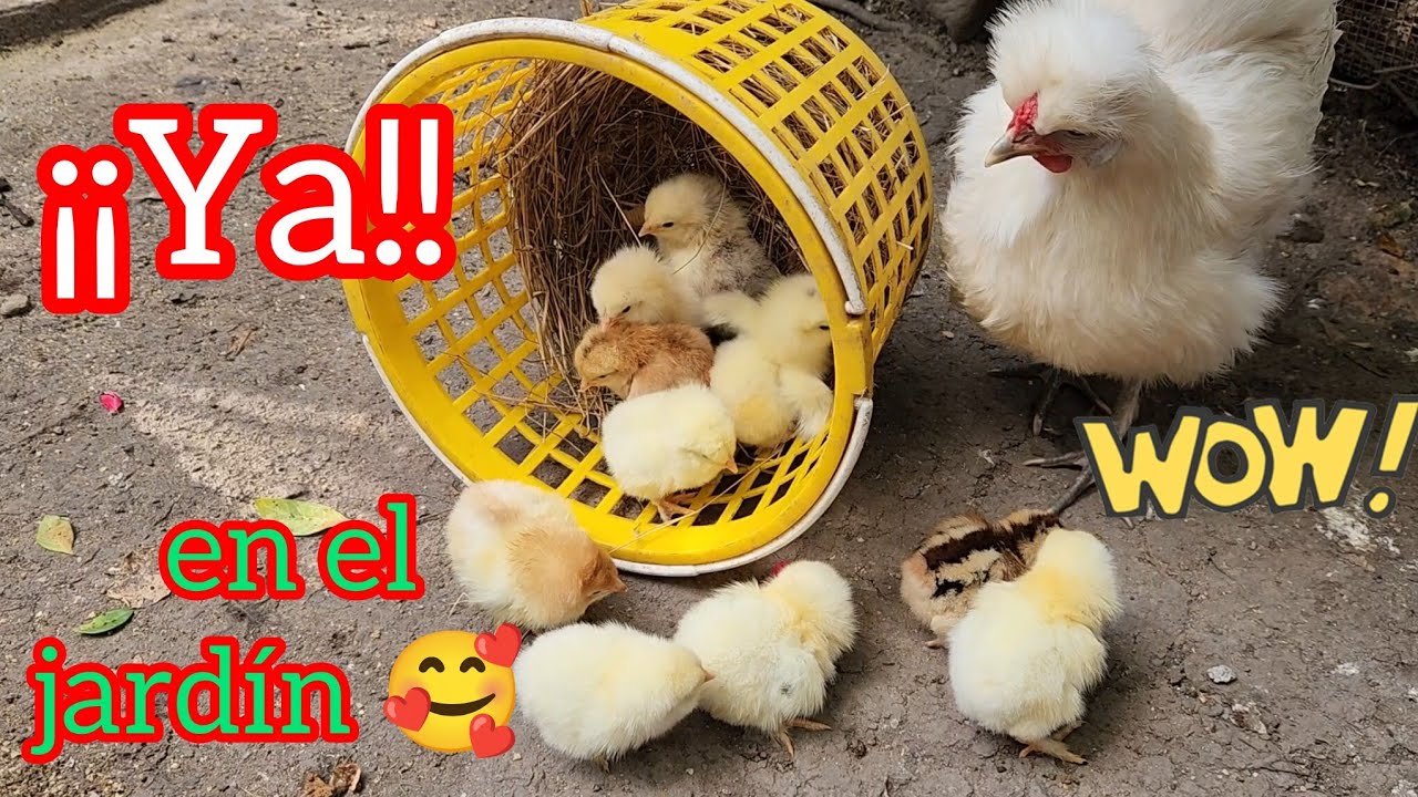 ¡¡Mira que bellos 😍!!...ya en el jardín 🎉 #gallinas #pollitos #brahma 
