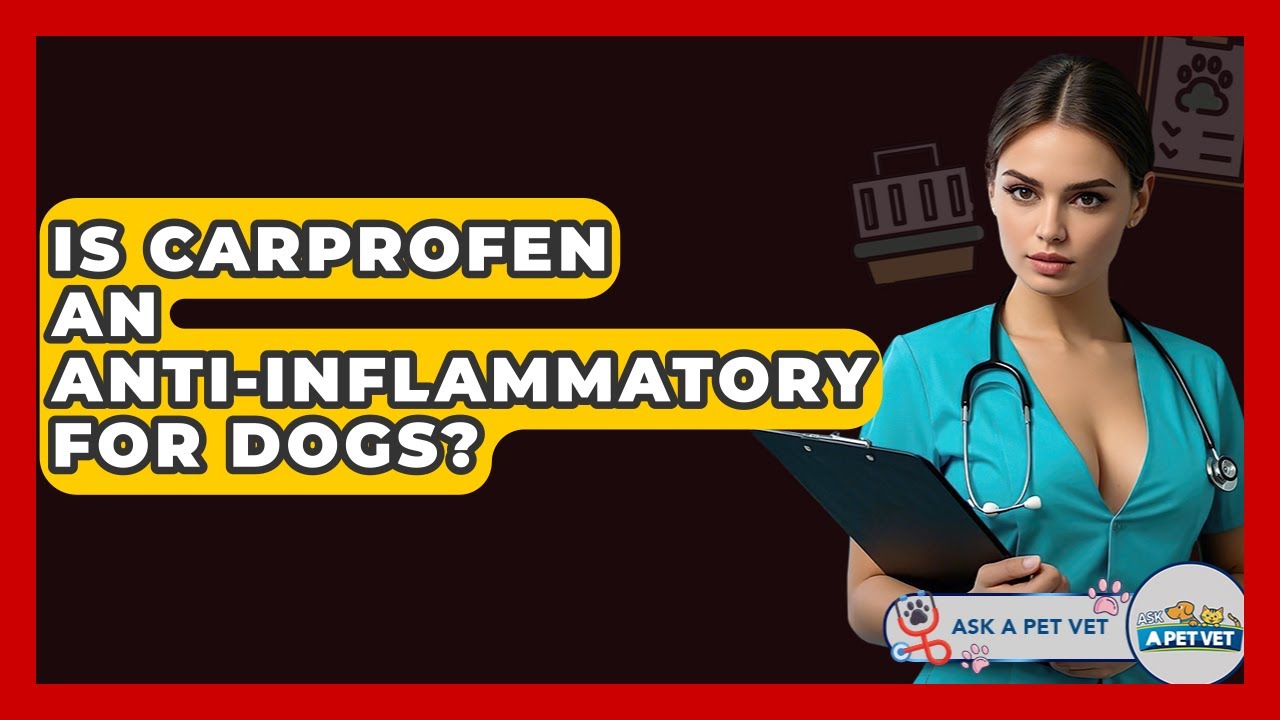 Is Carprofen An Anti-Inflammatory For Dogs? - Ask A Pet Vet