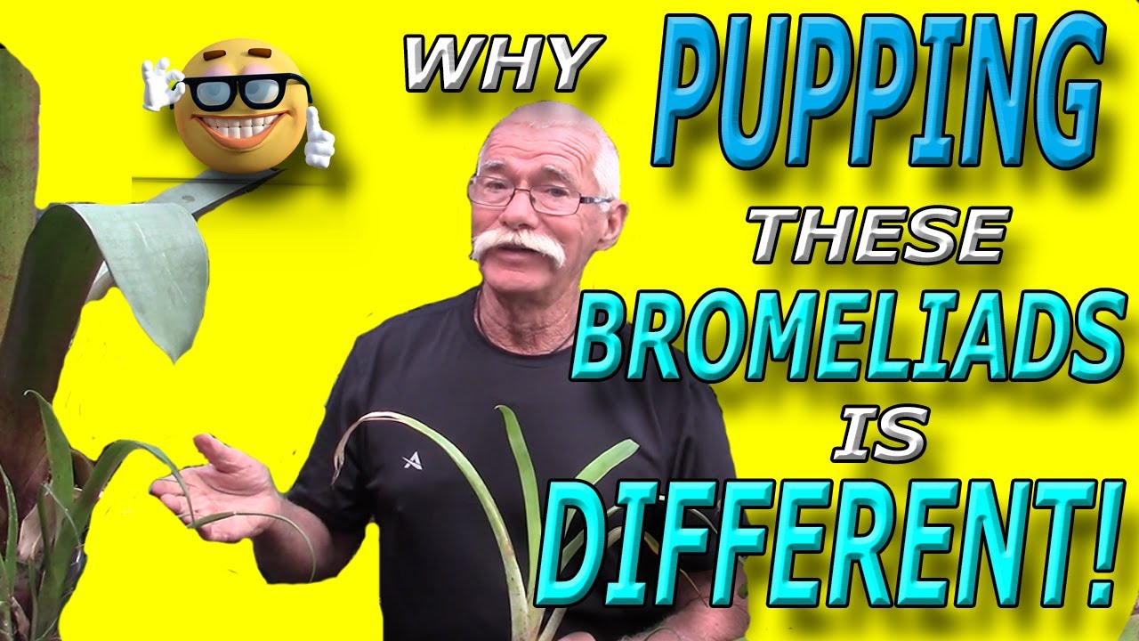 Почему выращивание ЭТИХ бромелиевых растений отличается!