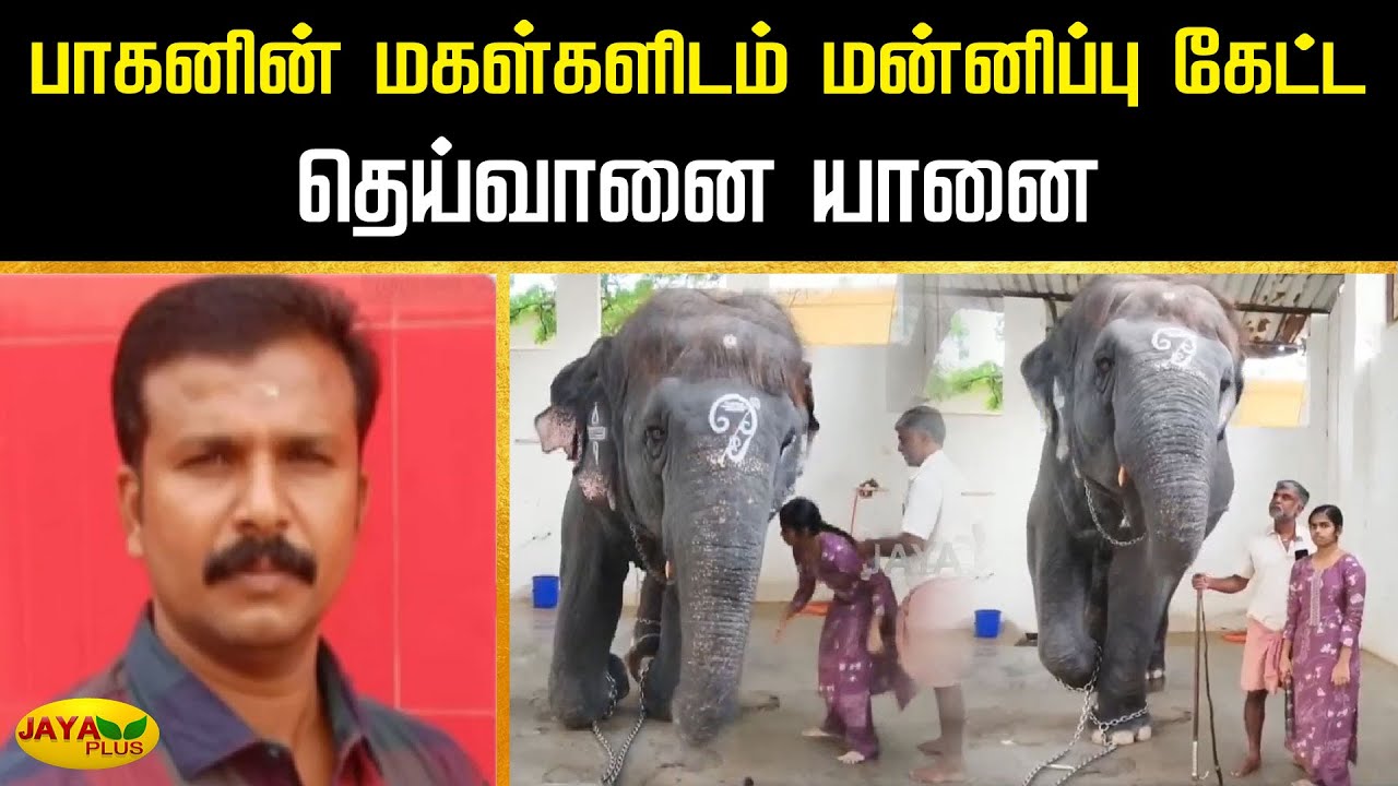 பாகனின் மகள்களிடம் மன்னிப்பு கேட்ட தெய்வானை யானை | Thiruchendur | Elephant | Jaya Plus