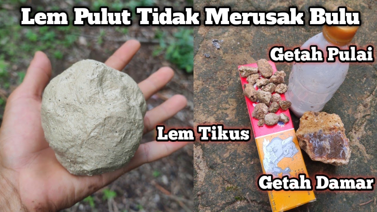 Proses Pembuatan Lem Pulut Burung Dari Getah Damar, Lem Tikus, Getah Pulai Super Lengket