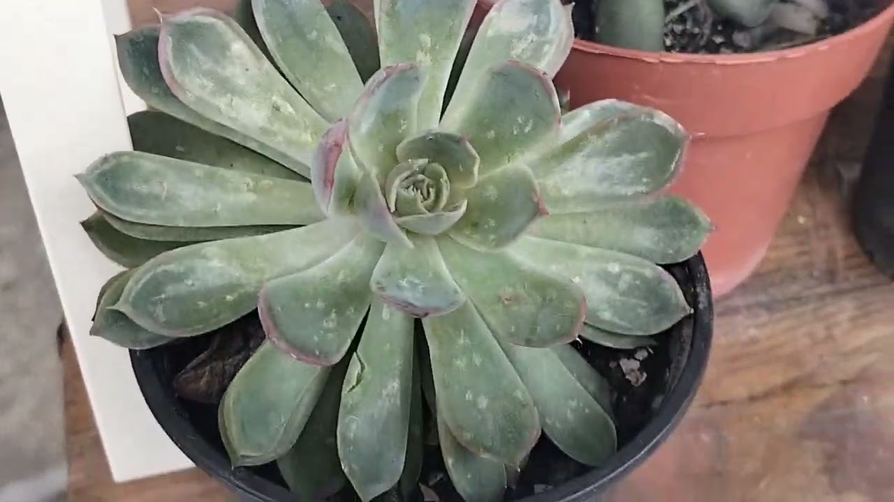 Uma Geral das minhas plantas hoje, Calanchoe, suculentas, cactos,flor de outubro, Orquídeas,Jade..