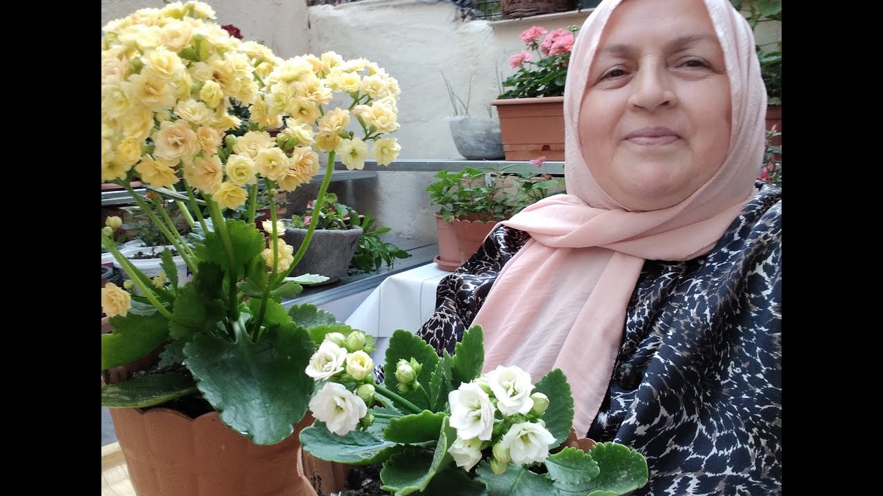 KALANŞO ÇİÇEĞİMİZ (KALANCHOE) MANTAR VE UN BİTİ HASTALIĞI OLDUĞUNDA NE YAPILIR ?