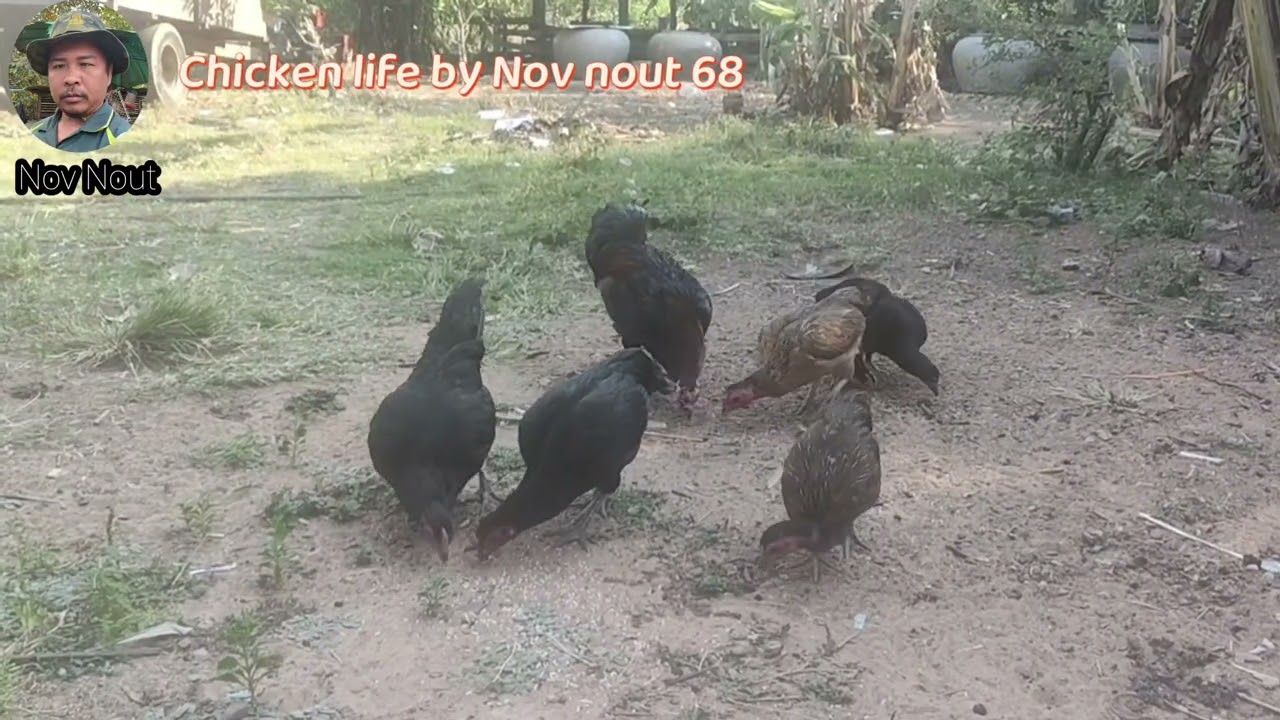 A joyful moment for chickens with the food they love. Chicken fie by Nov nout 68
